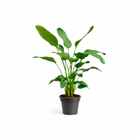 Strelitzia Nicolai