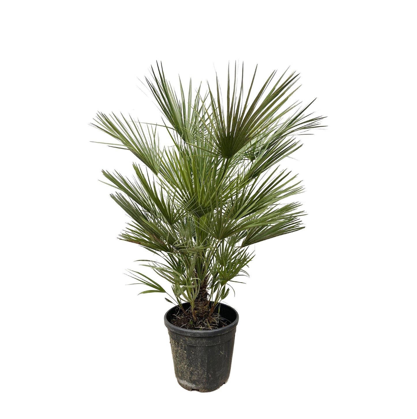 Chamaerops Humilis