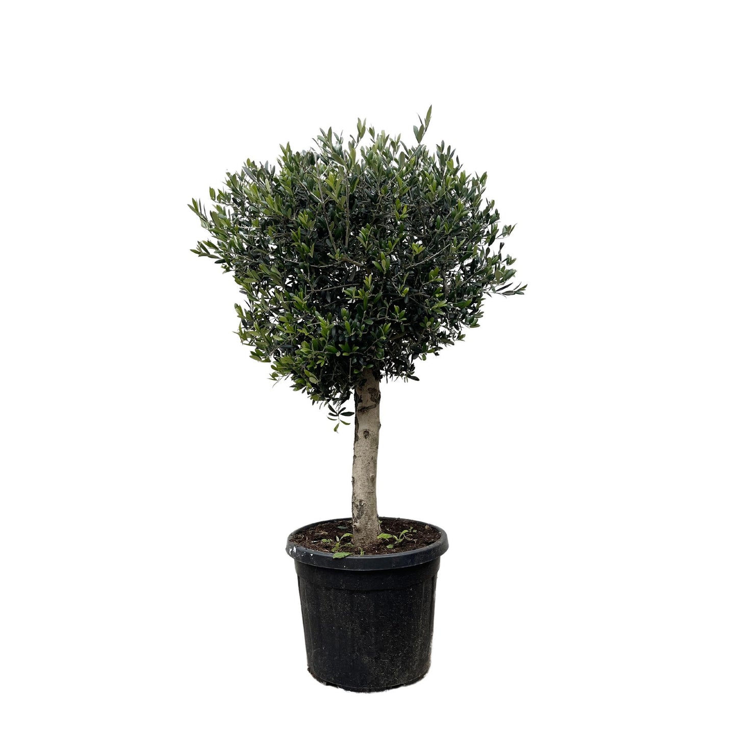 Olea Europaea Lorc Olijfboom