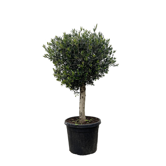 Olea Europaea Lorc Olijfboom