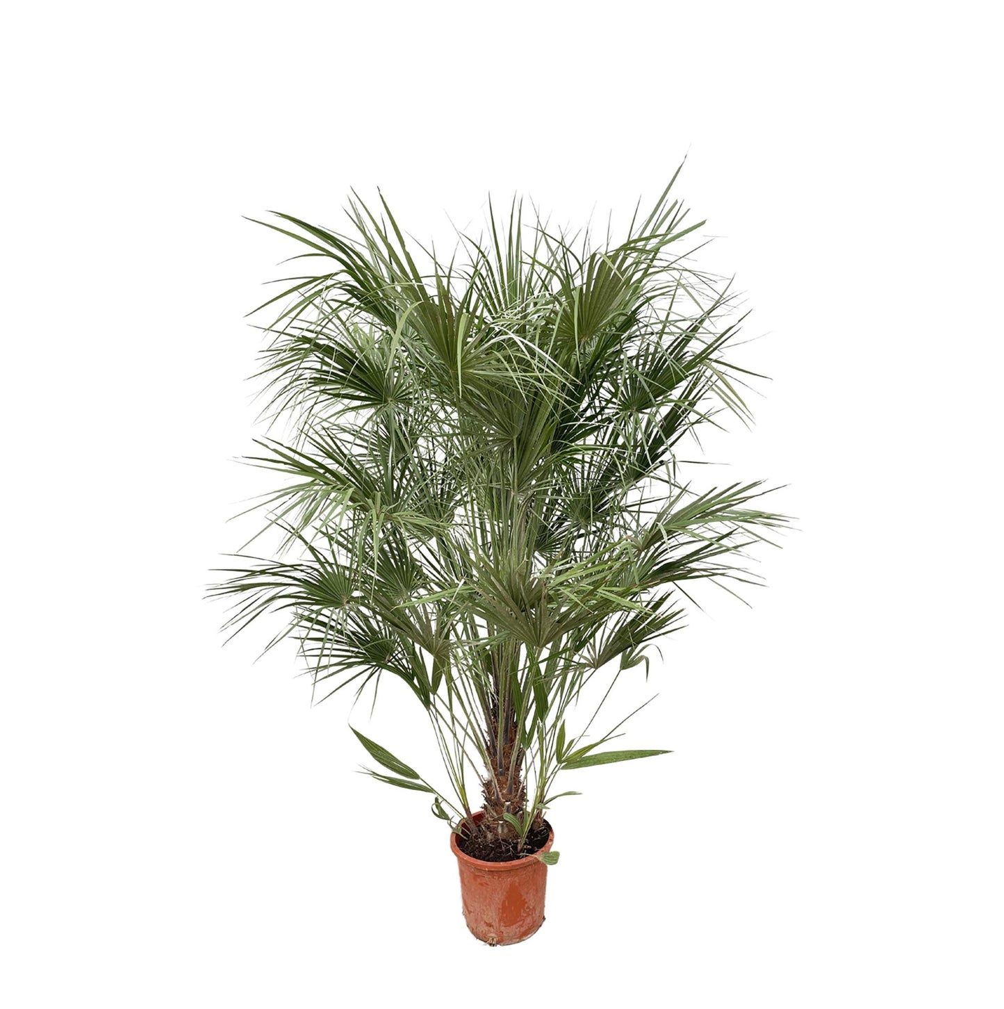 Chamaerops Humilis