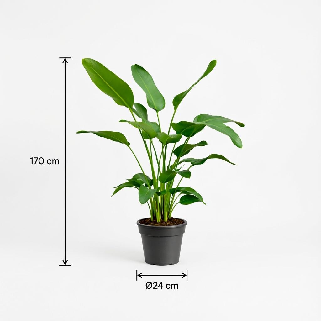 Strelitzia Nicolai