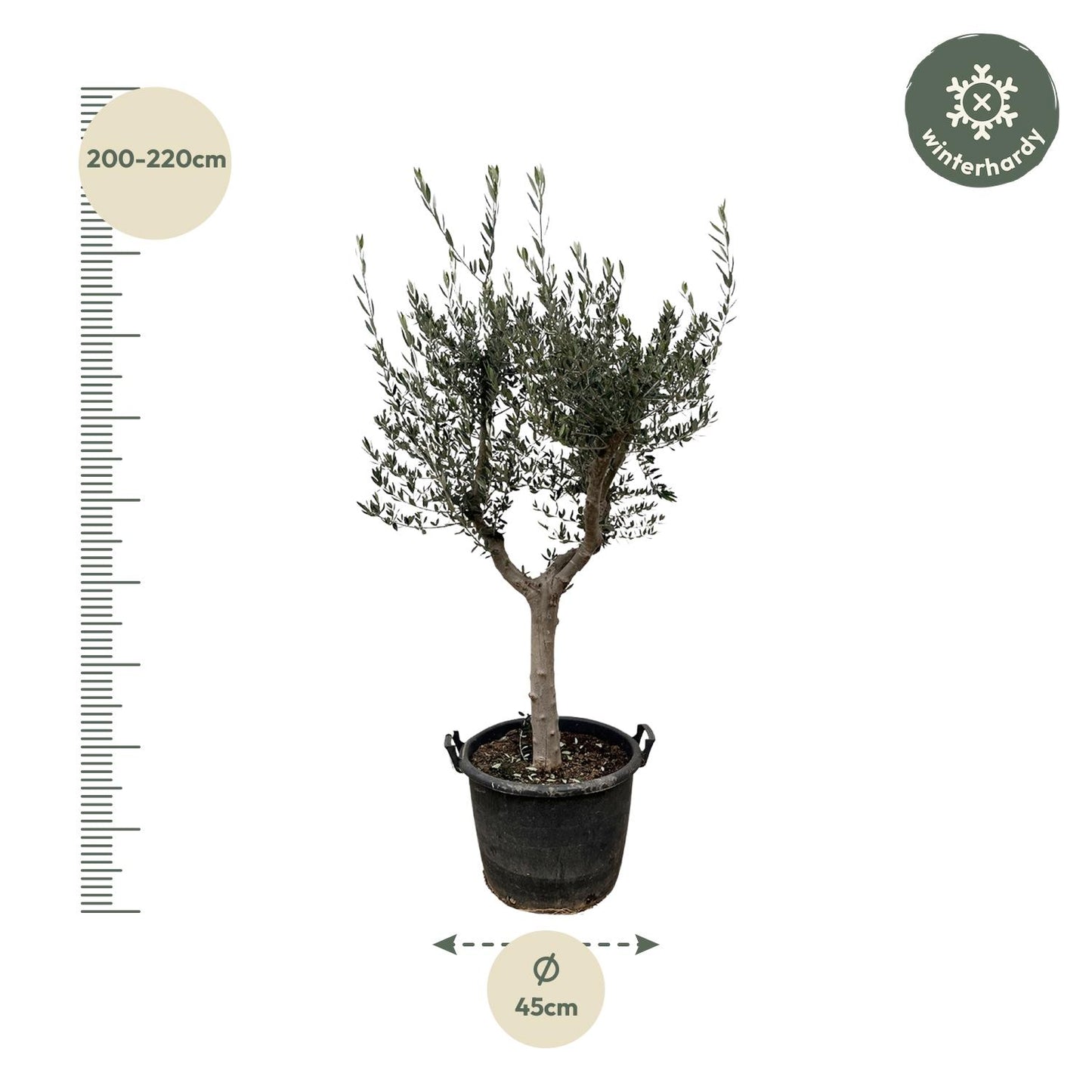 Olea Europaea Cultivo 230 cm