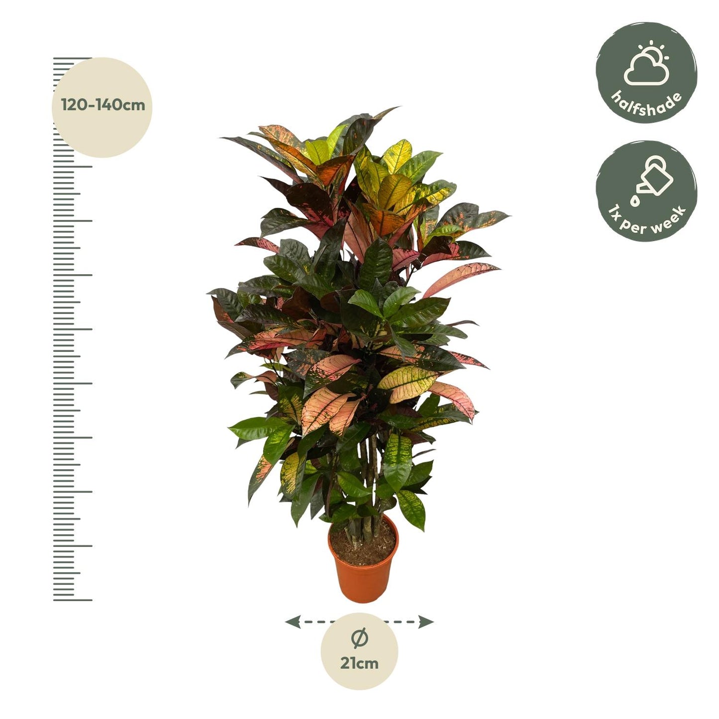 Codiaeum Iceton – Exotische Kamerplant 100 cm