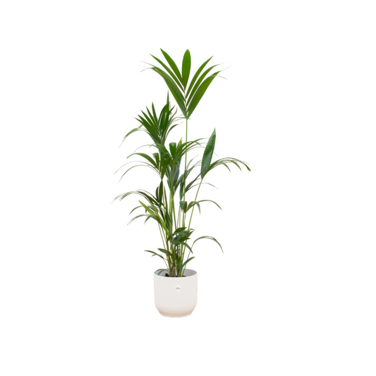 Kentia Palm inclusief Elho Vibes Fold Round Wit – Luxe Kamerplant 160 cm