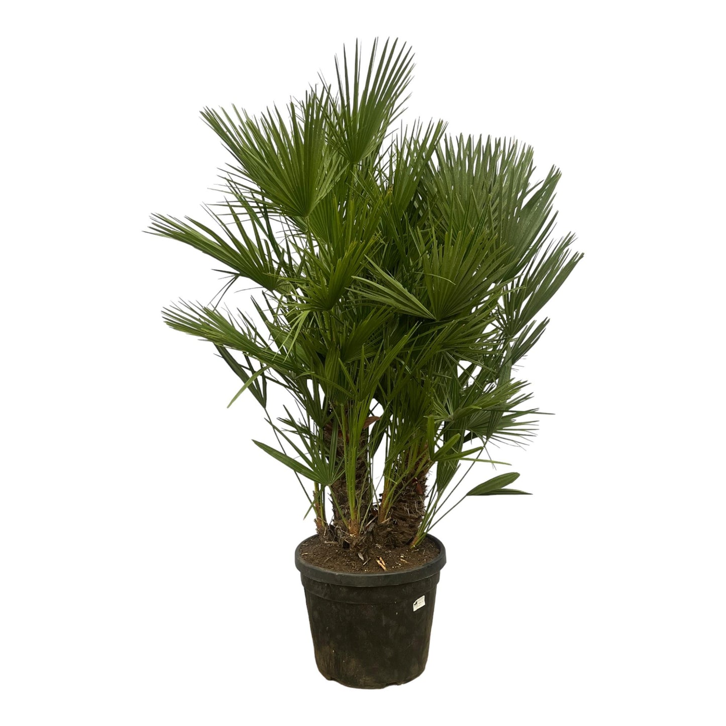 Chamaerops Humilis op stam