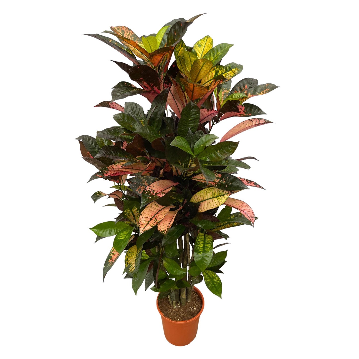 Codiaeum Iceton – Exotische Kamerplant 100 cm