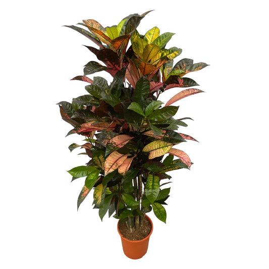 Codiaeum Iceton – Exotische Kamerplant 100 cm