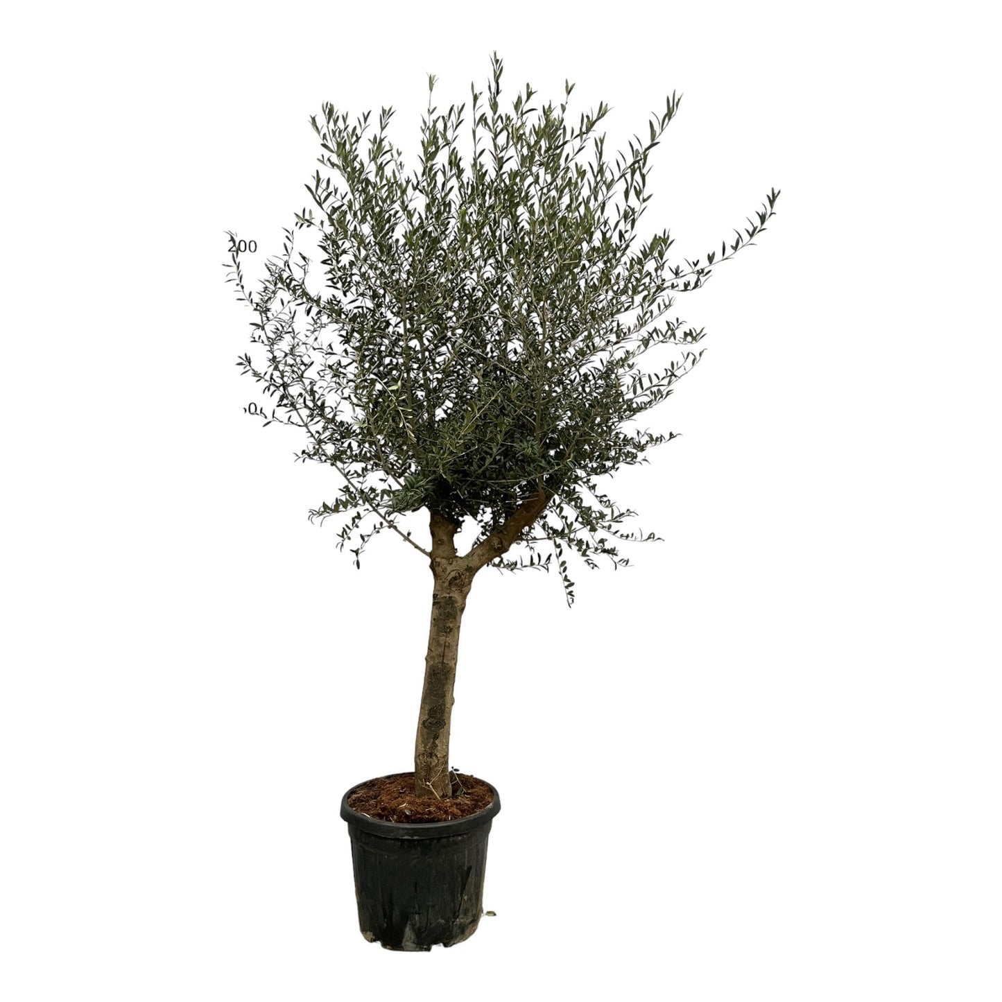 Olea Europaea Lorc Olijfboom
