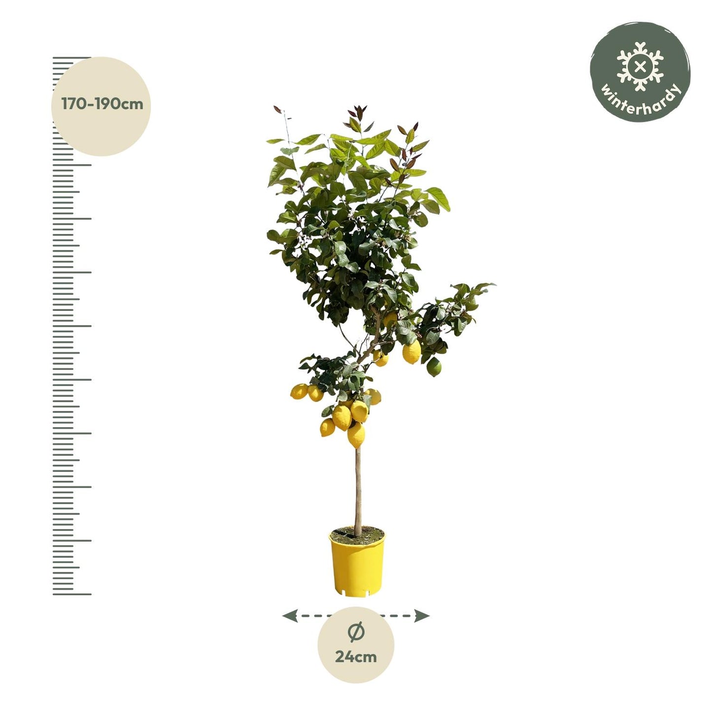 Citroenboom - 140 cm - ø24