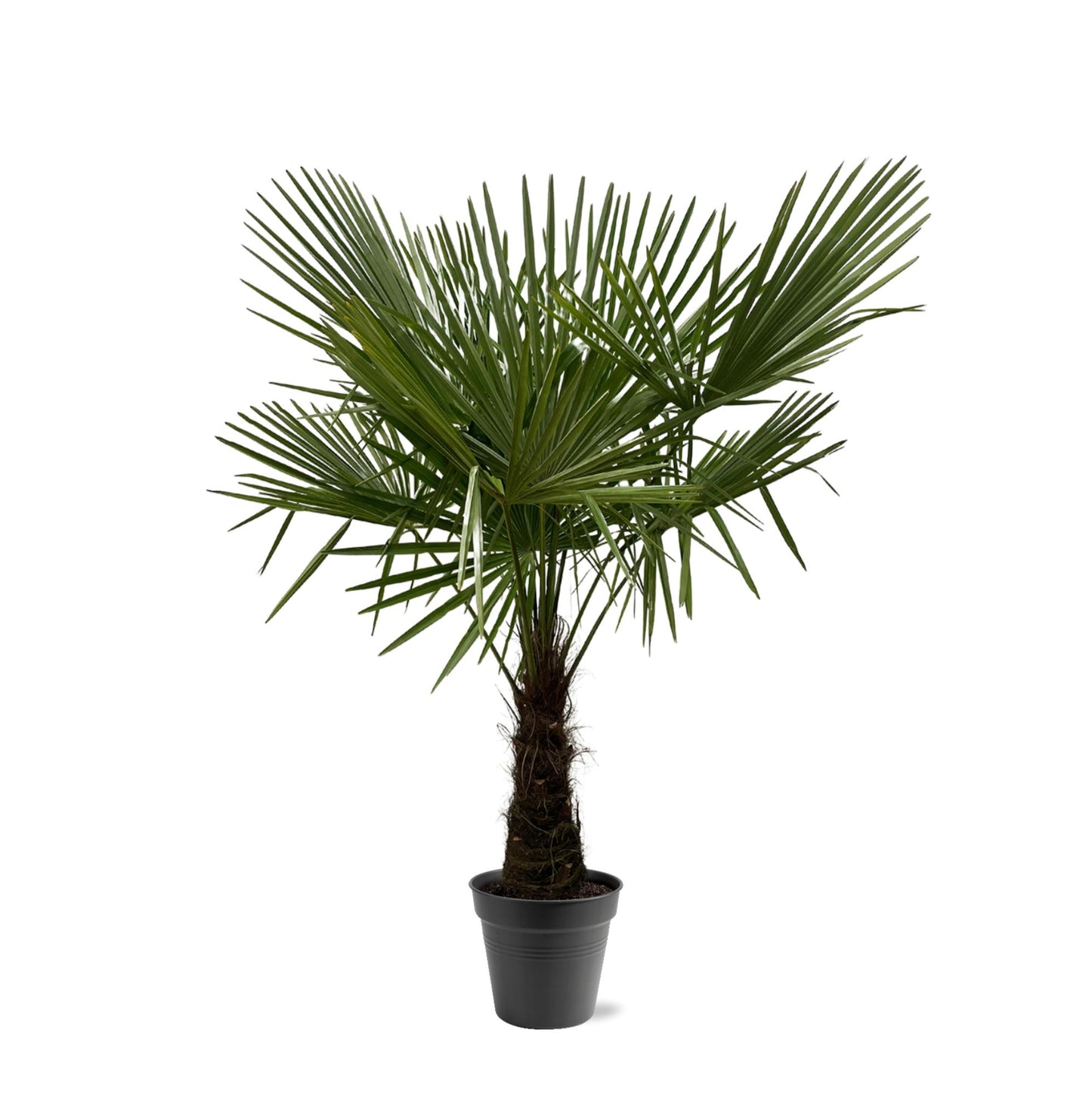 Trachycarpus Fortuneii – Luxe Waaierpalm