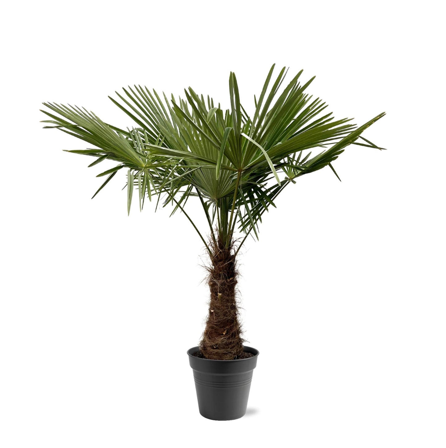 Trachycarpus Fortuneii – Luxe Waaierpalm