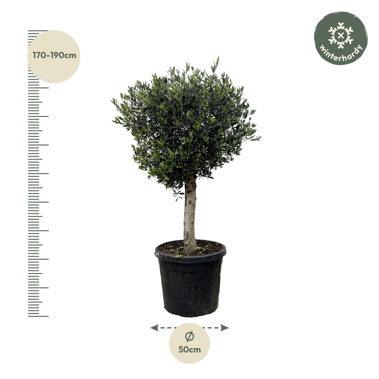 Olea Europaea Lorc Olijfboom