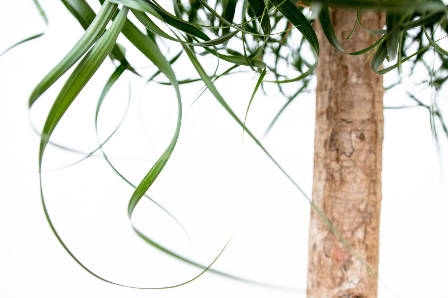 Beaucarnea XXL - 180cm