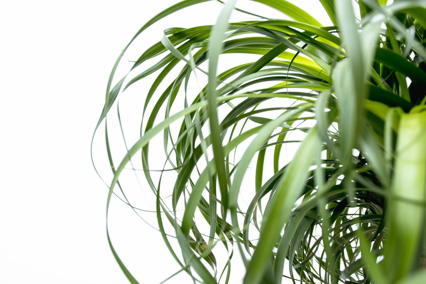 Beaucarnea XXL - 180cm