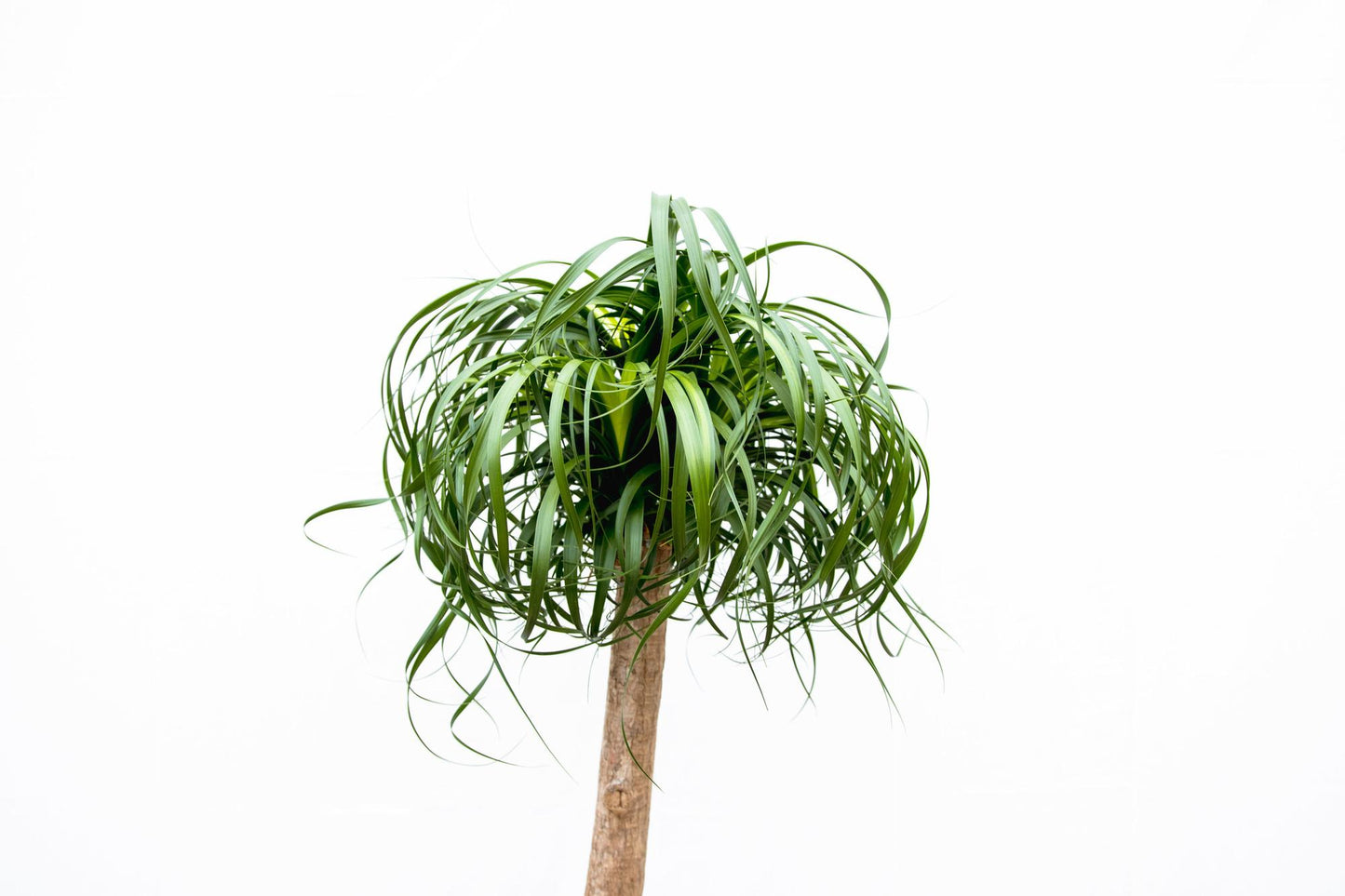 Beaucarnea XXL - 180cm