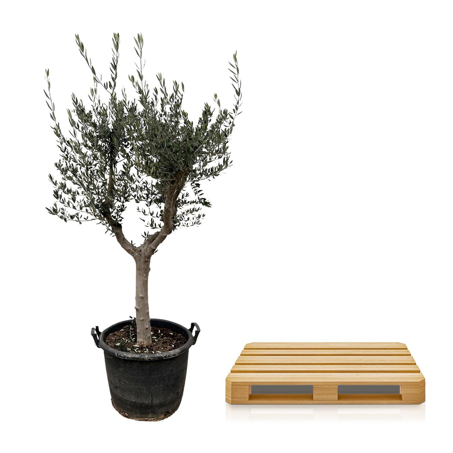 Olea Europaea Cultivo 230 cm