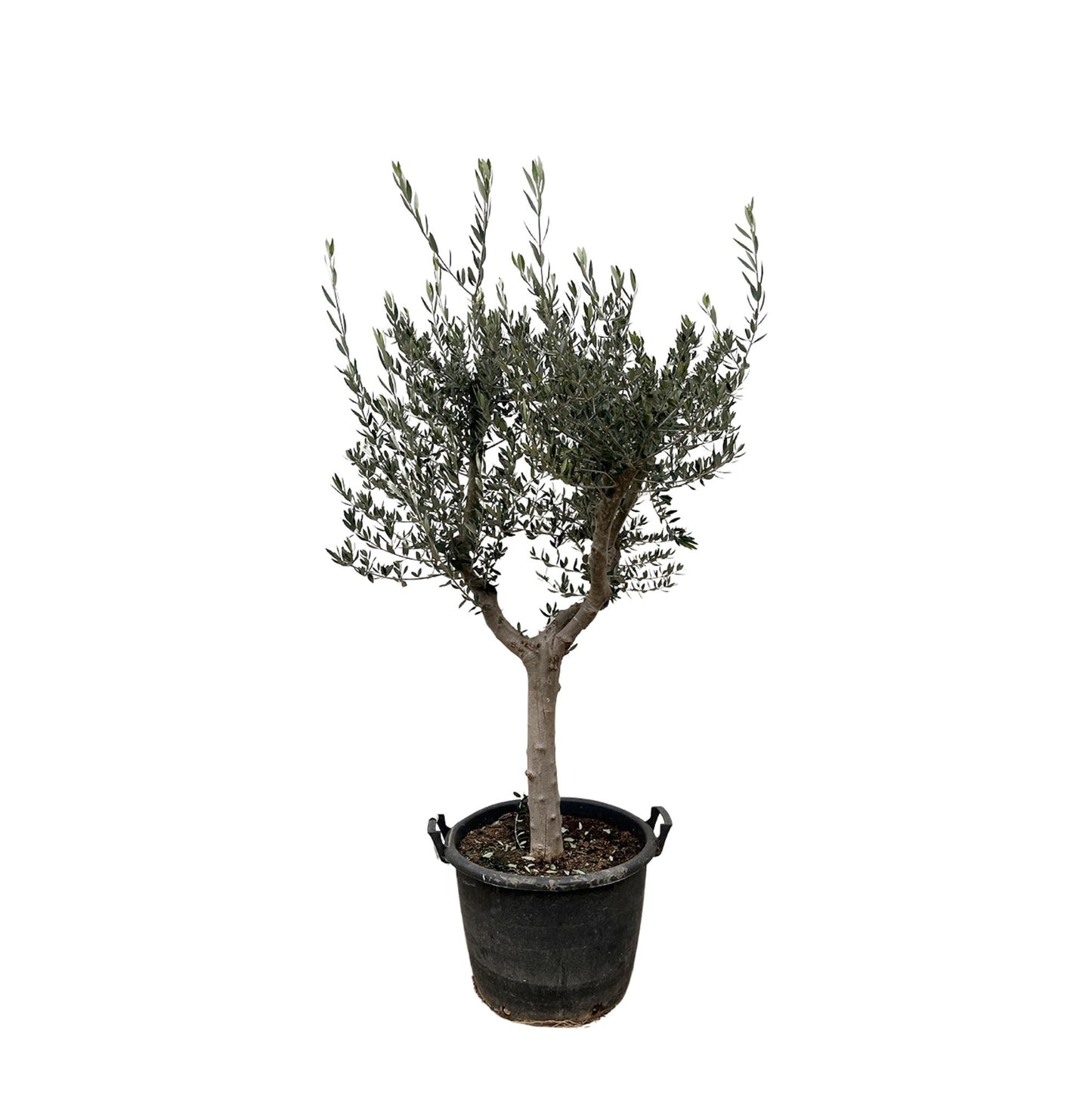 Olea Europaea Cultivo 230 cm