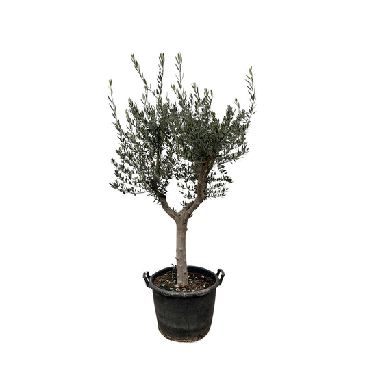 Olea Europaea Cultivo 230 cm
