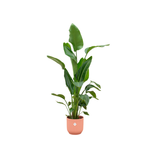 Strelitzia Nicolai inclusief Elho Vibes Fold Round Roze – Luxe Kamerplant 160 cm