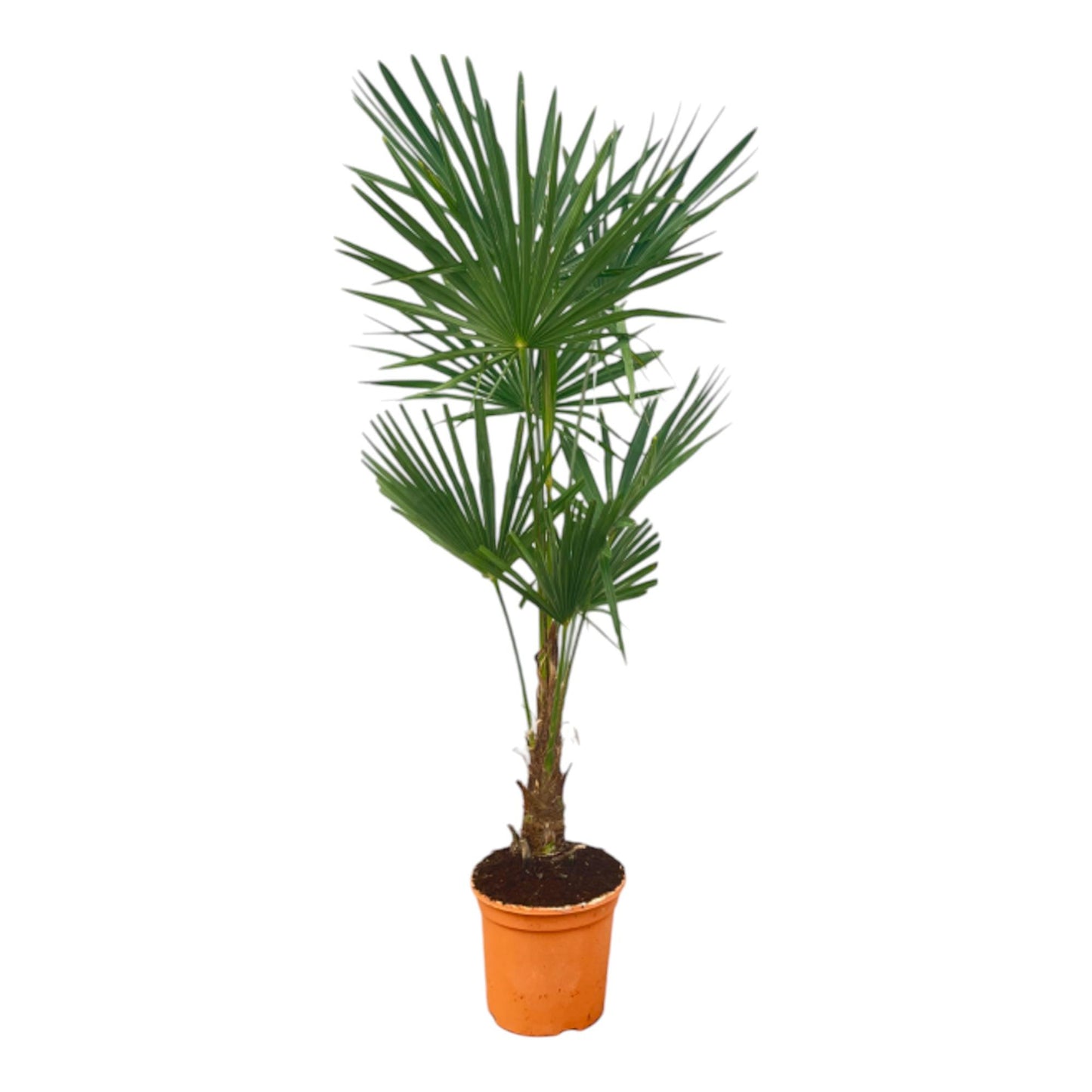 Trachycarpus Fortuneii – Luxe Waaierpalm