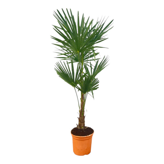 Trachycarpus Fortuneii – Luxe Waaierpalm