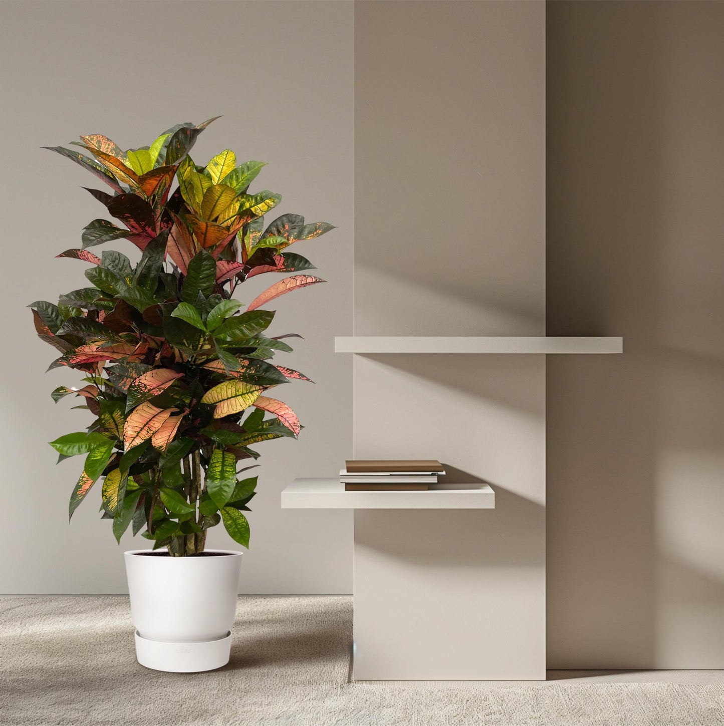 Codiaeum Iceton – Exotische Kamerplant 100 cm