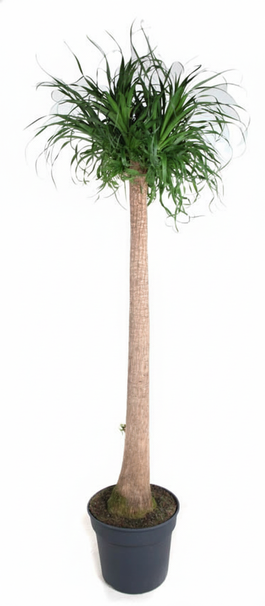 Beaucarnea XXL - 180cm