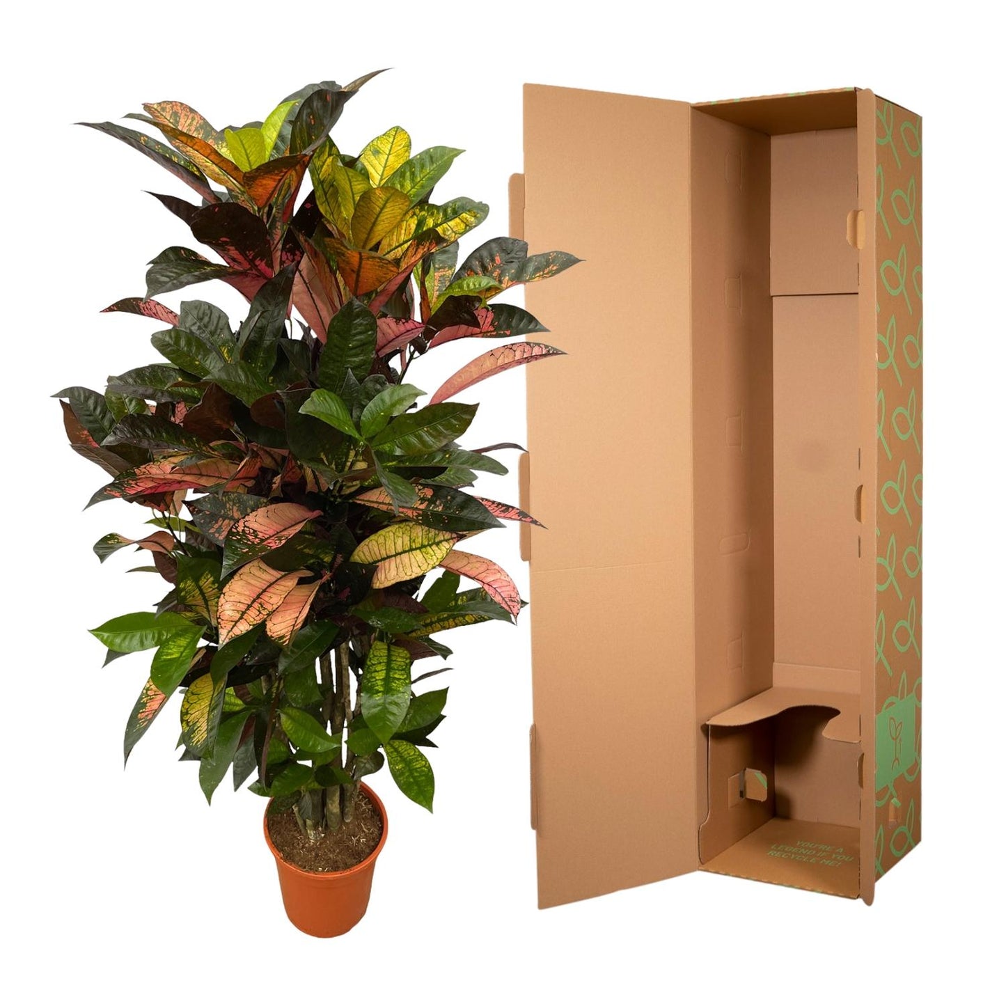 Codiaeum Iceton – Exotische Kamerplant 100 cm