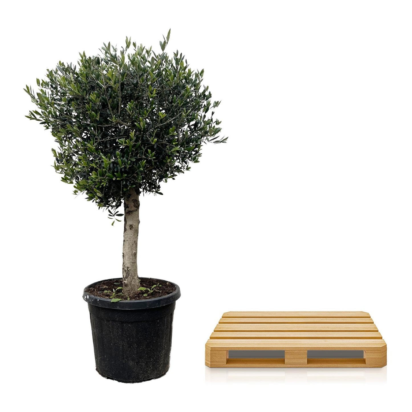 Olea Europaea Lorc Olijfboom