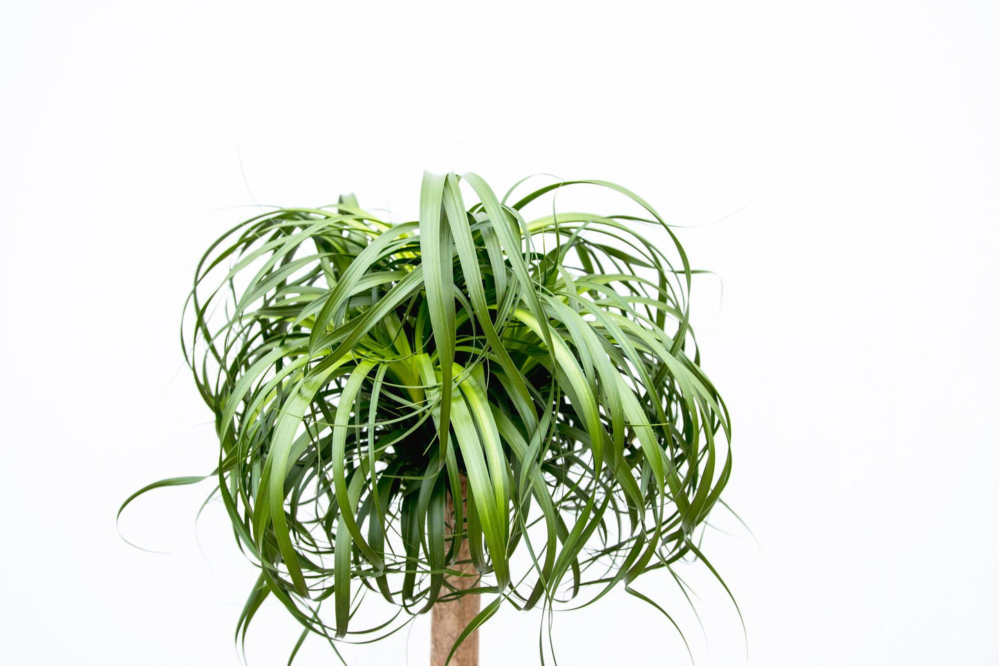 Beaucarnea XXL - 180cm