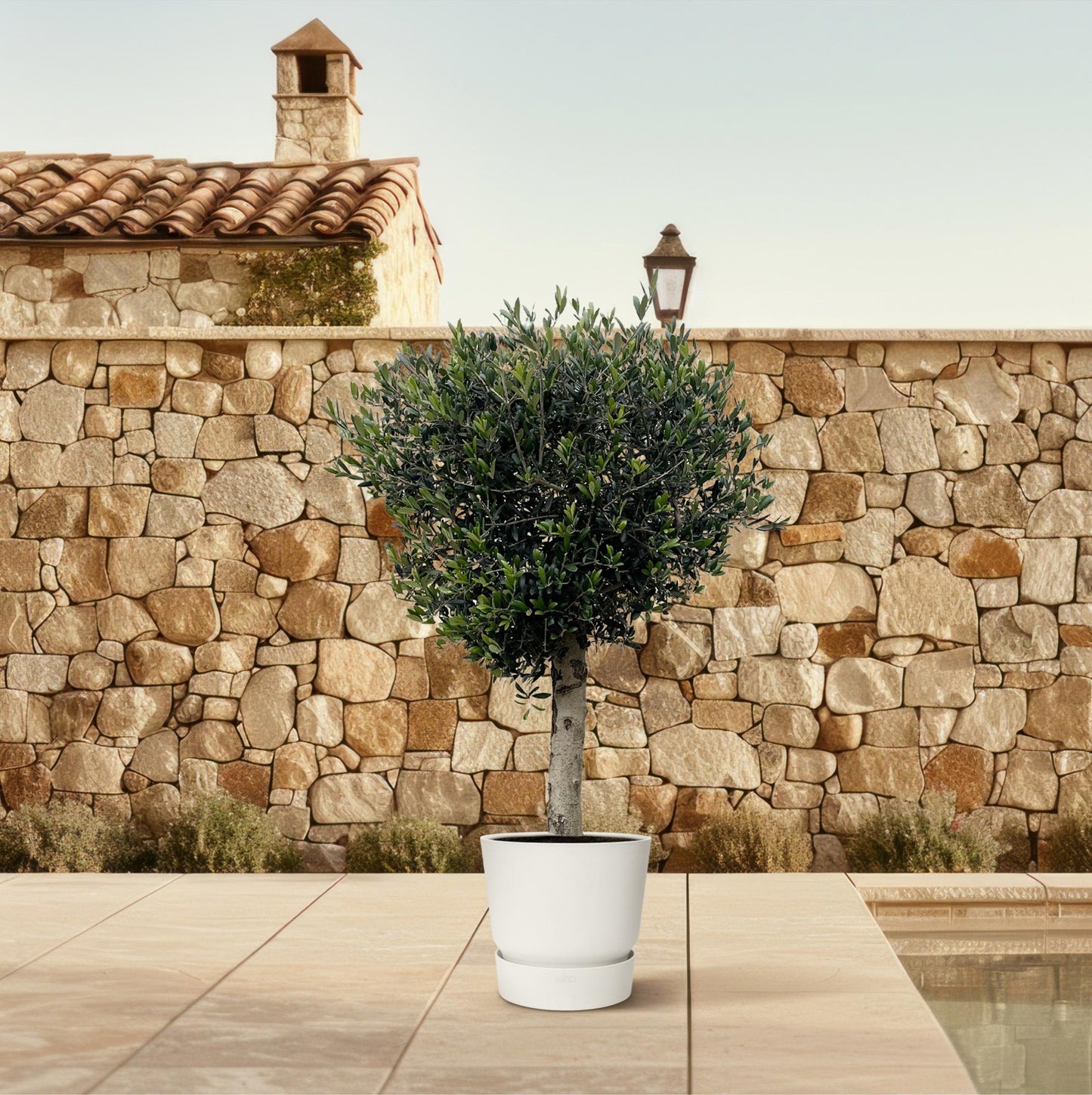 Olea Europaea Lorc Olijfboom