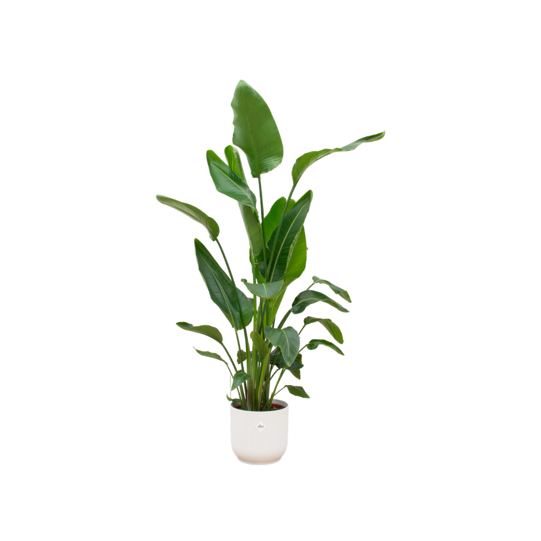 Strelitzia Nicolai inclusief Elho Vibes Fold Round Roze – Luxe Kamerplant 160 cm